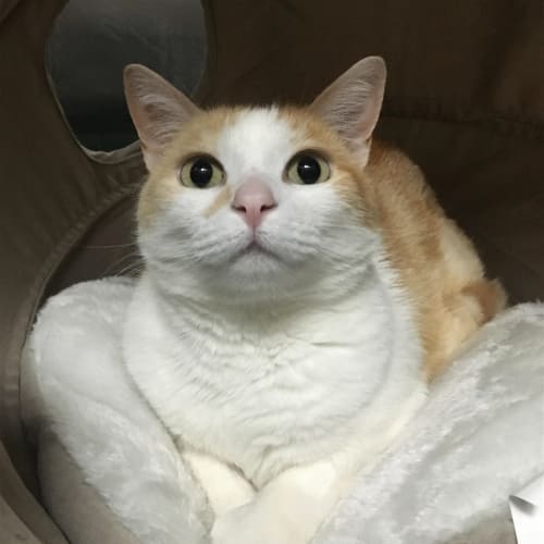 Pablo