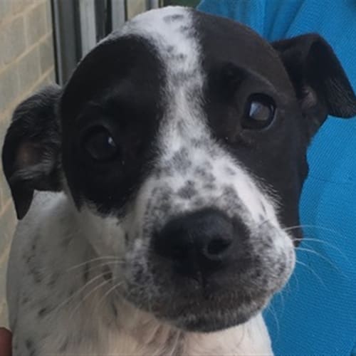 Stella