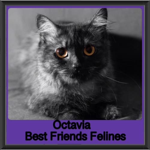 Octavia 