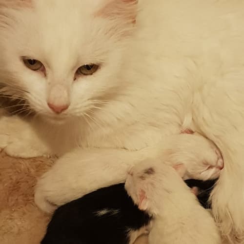 Snow White ** 2nd Chance Cat Rescue**