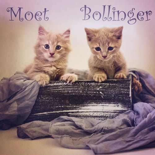 Moet & Bollinger