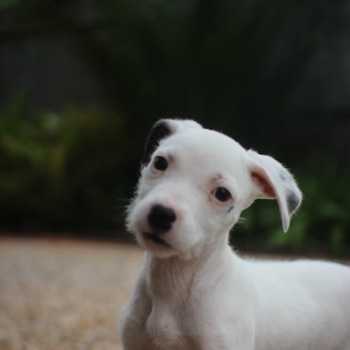 Porthos