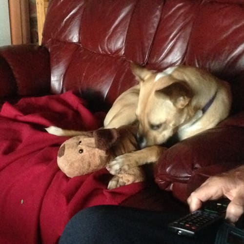 Daisy ~ Staffy x Kelpie (on trial 18/11/2018)