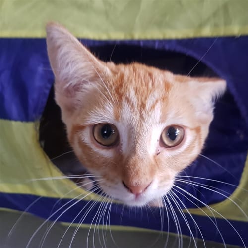 Ginger