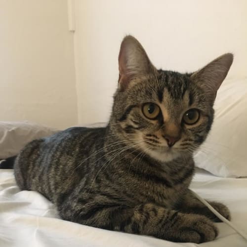 Tibbles