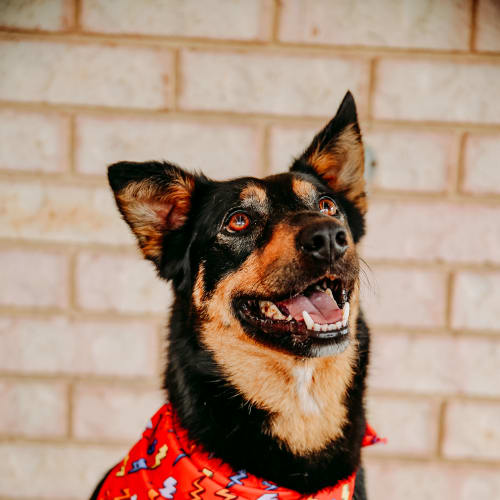 Jake ~ 5 year old Kelpie x (on trial 20/1/19)