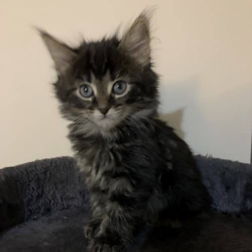 Zula **2nd Chance Cat Rescue**