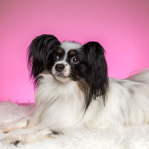 Helix ~ purebred papillon (pending adopt 24/11/18)