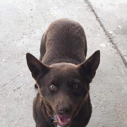 Bindi