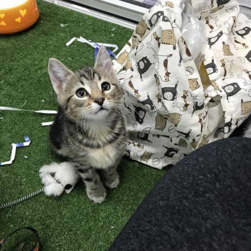 Penelope