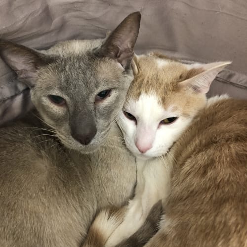 Goku & Luca