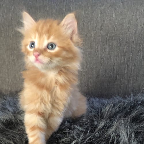 Little Pumkin