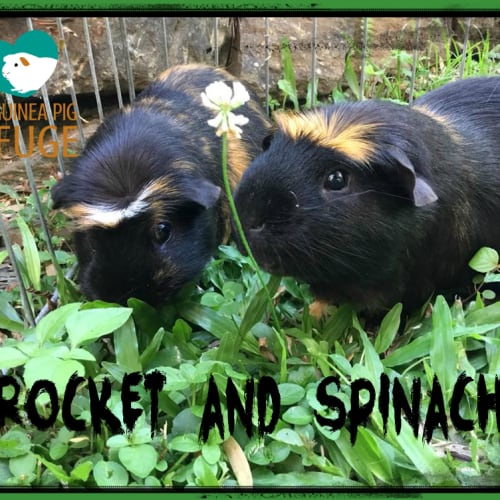 Rocket and Spinach