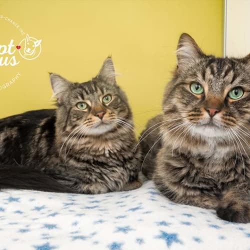 Maverick and Memphis