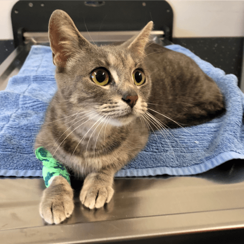 Astrid