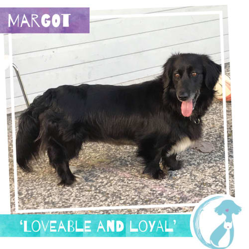 Margot 