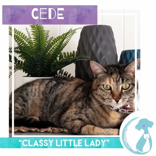 Cede