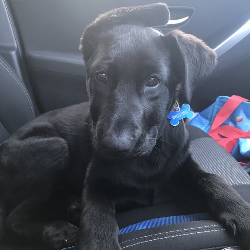 Scout ~ Lab x German Shepherd (on trial 20/11/18)
