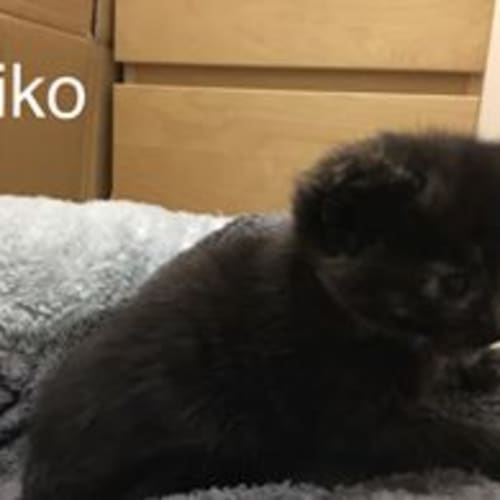 Aiko