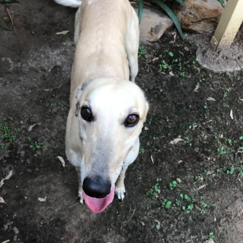 Shandy (In Foster)