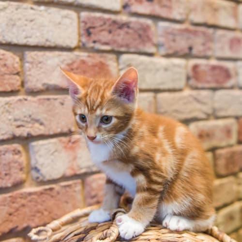 Brave Boy - GC0083 *Adoption Pending 