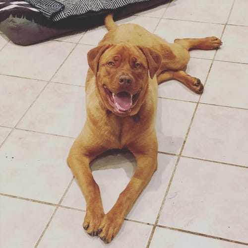 Ziggy ~ Rotti x Dogue de B (on trial 23/12/18)
