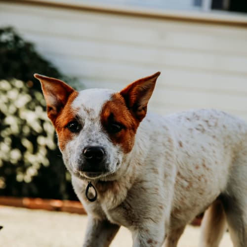Donnie ~ Cattle Dog x Labrador (on trial 14/12/18)