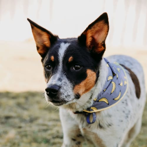 Moo ~ Cattle Dog x Labrador (on trial 22/12/18)