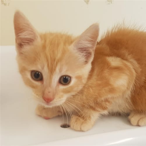 Peanut