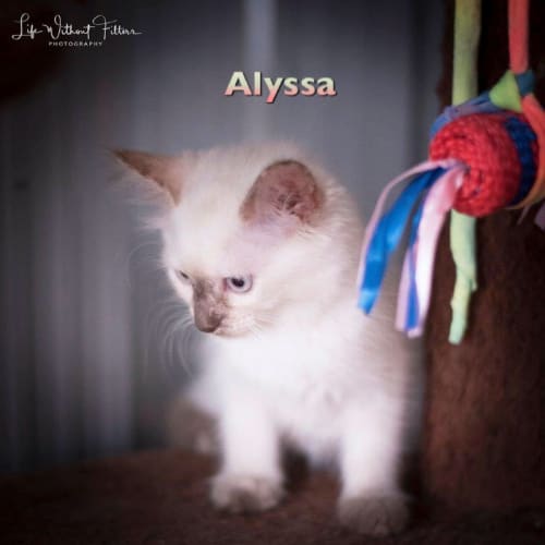 Alyssa