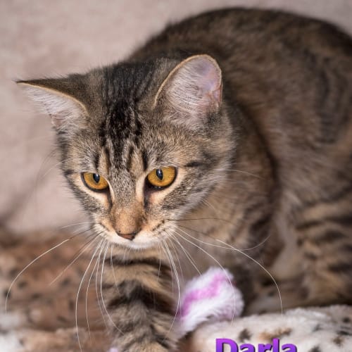 Darla