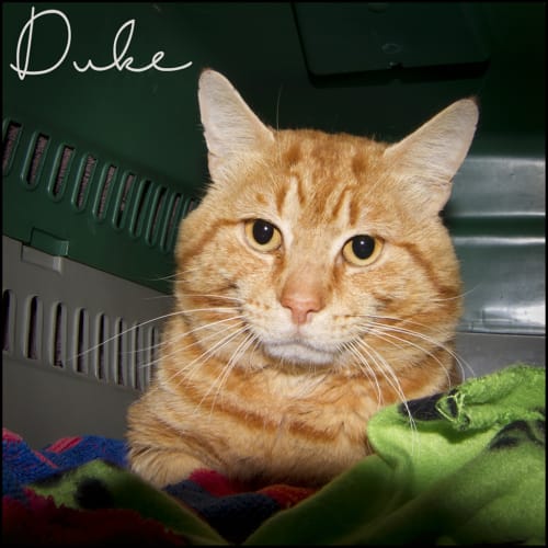 Duke