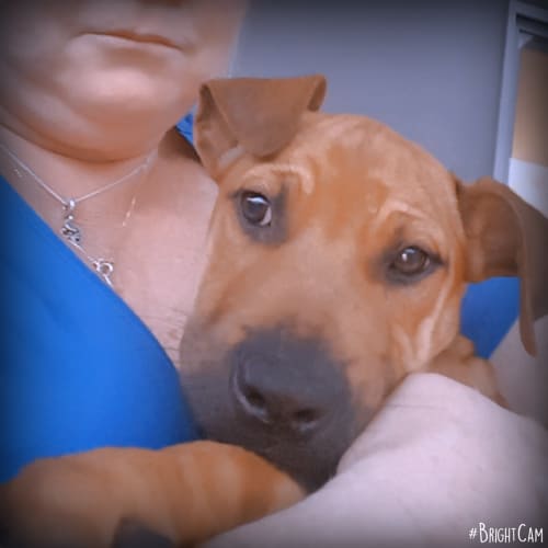 Bentley ** Total Love Bug **