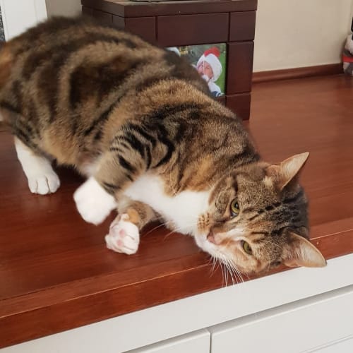 Nirvana the pretty torbie princess cat