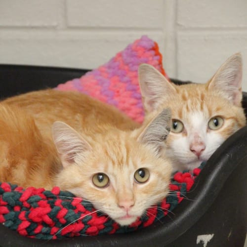 Fred & Pumpkin (4269 & 4270)