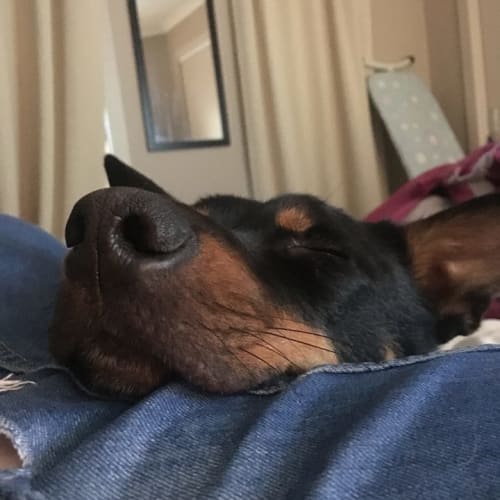 Benji