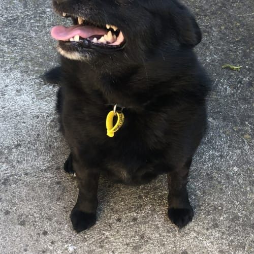 Onyx *assisted rehoming*