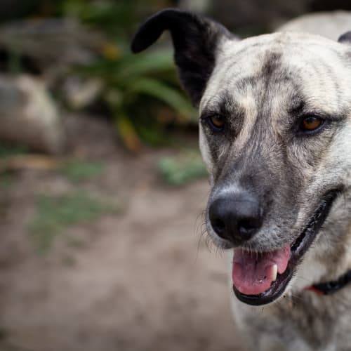 Rosie~ German Shepherd x Mastiff (on trial 2/2/19)