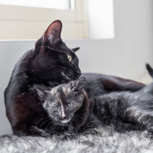 Sheba and Fleur