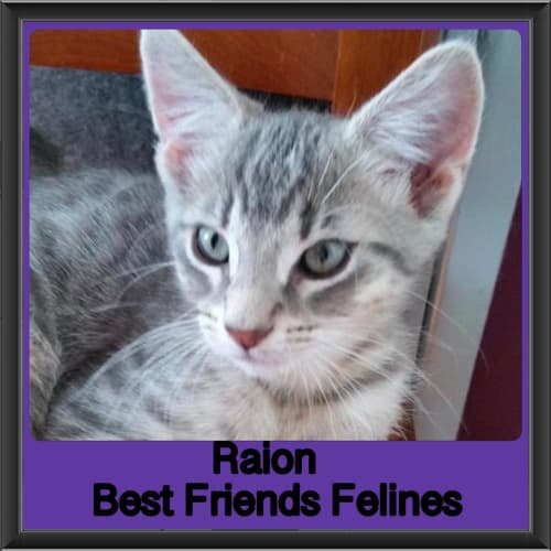 Raion 