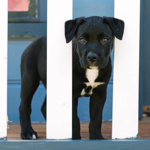 Cruise ~ BC x Kelpie x Staffy (on trial 25/11/18)
