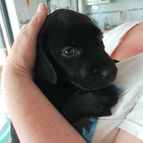Diesel ~ BC x Kelpie x Staffy (on trial 25/11/18)