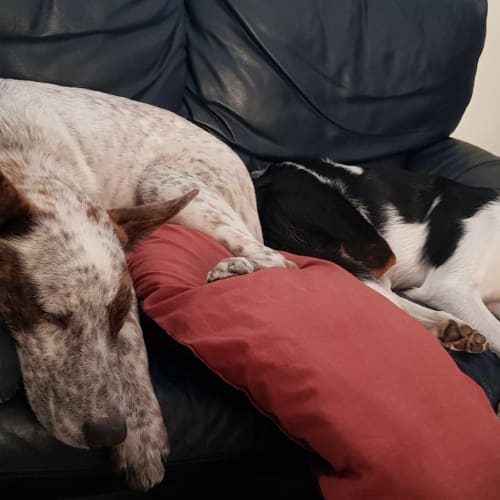 Aztec ~ Cattle Dog x GSD (on trial 29/12/18)