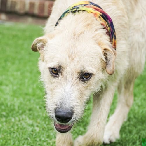 Quora ~ Wolfhound X (on trial 5/12/18)
