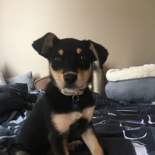 Beau