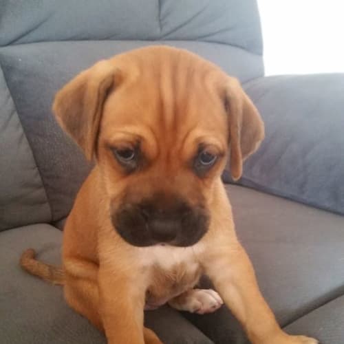Biscuit 
