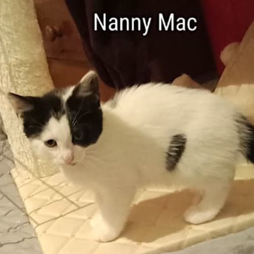 Nanny Mac