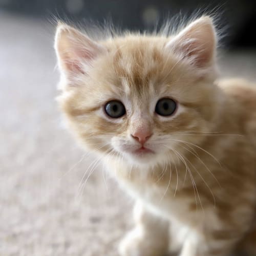 Lovable Lucas 