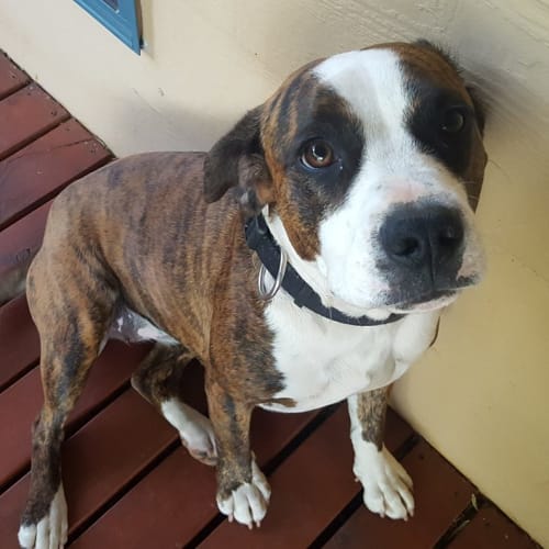 Maggie (AV1054)