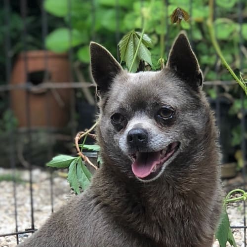 The Blues - Clyde (and Bonny)